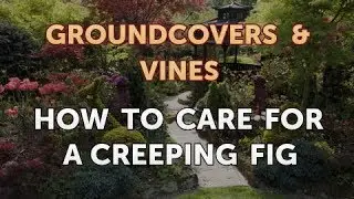 How to Care for a Creeping Fig
