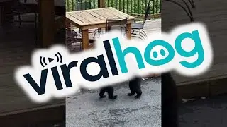 Black Bear Cubs Wrestle on Patio || ViralHog