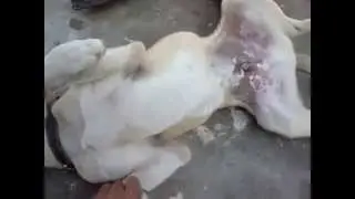 Funny Dog Commentary