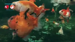 Sejarah Goldfish (Part 4/5) Revolusi Aquarium : Goldfish Masuk Amerika & Lahirnya Varietas Ekstrem