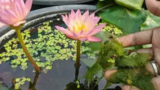 How to control Algae in Waterlily tub ll Waterlily tub Algae control