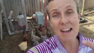 What your CHICKEN'S COMB can tell you.  #backyardchickens
