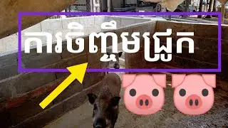 hog business #182