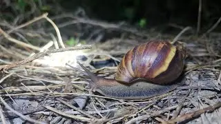 close-up of the nocturnal snail, this snail destroys the vegetable garden