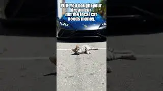 Cat attempts INSURANCE FRAUD on a Lamborghini! 👮&zwj;♂️💸 #Lamborghini #Bengalcat
