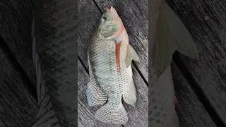 Caught A Nile Tilapia Fishing In Florida (Canal Fishing)