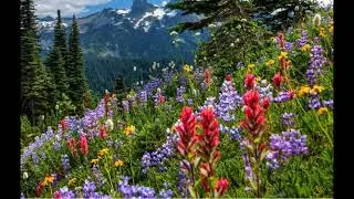 6 Hour Ambient Soundscape Relaxing Nature Summer Sounds   An English Country Meadow
