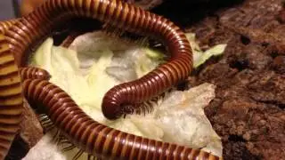 Gold Millipedes for Sale