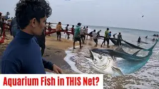 I Went to Find Aquarium Fish in Fishing Nets&hellip; This Happened!