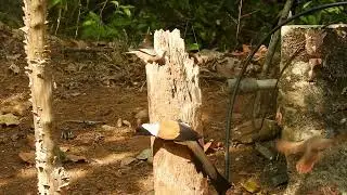 White-Bellied Treepie in Thattekad Bird Sanctuary | Birding in Kerala&rsquo;s Western Ghats