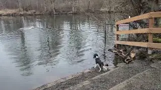 cavalier king charles separation anxiety