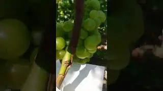 Окулировка почкой без пробуждения.