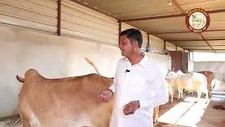 आज हर कोई कहता है हमें गोदान करना है।लेकिन क्या जो गोदान किया जा रहा है वो सच में सही है?