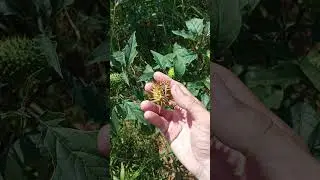 Datura seeds 2025