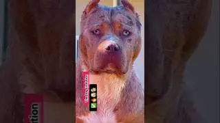 Dog Transformation! Puppy To Adult🐕🔥🤯...#shorts #dog #puppydog #dogvideos #trending #viral