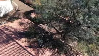 Mesquite Tree Top Off  And Mistletoe Removal