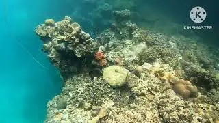KAYAK in palau