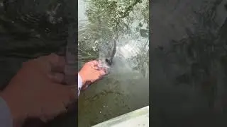 Largemouth bass catch #fishing #freshwaterfish #bass #bigbassonly #bassfishing #fish #outdoors