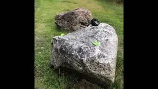 Corrupt Carbon Reaper V2 backyard crawling