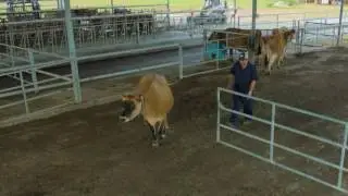 Natural Behavior in Dairy Cattle
