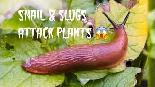 Slugs Attack Noni&rsquo;s Garden #viral #gardencare #plantscare #america #london #ireland #slugs #trends