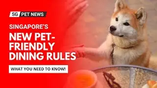 Singapore&rsquo;s New Pet-Friendly Dining Rules This 2025 &ndash; What You Need to Know!