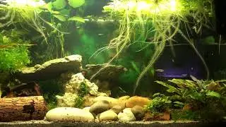 Gastromyzon sp. and Tanichthys micagemmae