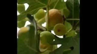 Arap&ccedil;a ~ Vağettine teht ittine