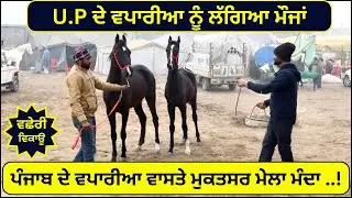 ਘੋੜੀਆ ਦਾ ਮੇਲਾ ਆਮ ਬੰਦੇ ਲਈ ਕਿਵੇ ਦਾ ਸੀ ਗੱਲਬਾਤ ਨਾਲੇ ਦੋ ਵਛੇਰੀਆ ਵਿਕਾਊ #muktsarmela2024 #horsesale