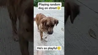 #funnycute #funnymoment #friendlydog #random