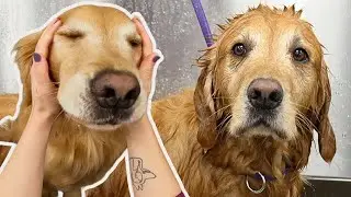 Funny Golden Retriever Videos Compilation | Cute & Hilarious Moments