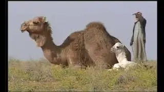 عمار ياديرت البدوان  الشاعر /سالم سليمان الرشدان العنزي  المنشد /عبدالله مشوح الرشدان العنزي