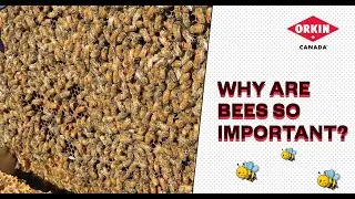 Recognizing the Importance of Pollinators | Orkin Canada
