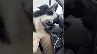 The dog's weird posture is so funny #animation #funny #anmals #dog