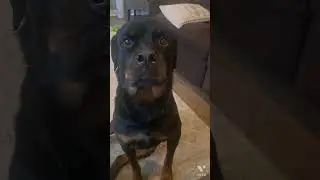Ears up ears down! #shorts #short #dog #rottie #rottweiler #dogs