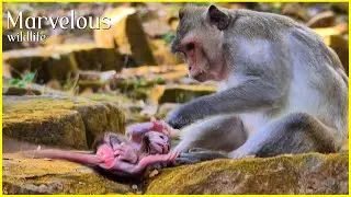 Wow...! Sweet Jiva r/olls overr on the stone during mom Jazzy provides freedom to learns to walk