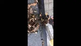 Gutter cleaning Bromley