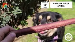 BuShop - Bully sticks, Organic dog treats, Braided bully sticks, Premium Dog Treats -  dog training