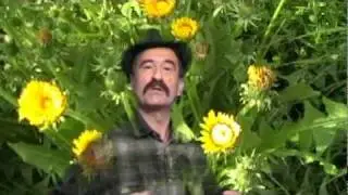 Petko frulas Covecina-Srecna ljubavi moja