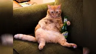 Cat drinking 😼 | Funny and adorable cat videos 2022