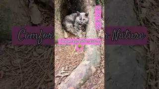 Tree of Souls w/ Precious Cargo❤️15y Dilute Tortie #shorts