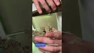 Mac1 22% od firmy four20pharma 🌿