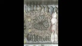 fish display
