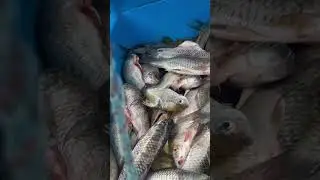 Jelatong Danum Murum #fishing #borneo #fish #bassfishing #sarawakmalaysia #cuticutimalaysia #mancing