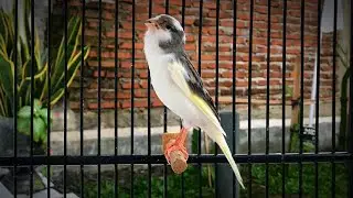 Tips & Methods to Improve Your Canary Voice!! Belgian Canary  Singing