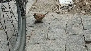 Happy and fat Sparrow