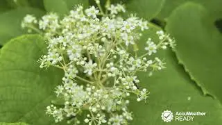 Avoid an itchy rash by identifying these 3 plants