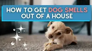 How to Get Dog Smells Out of a House