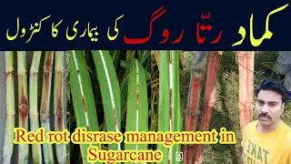 Red rot disease management in sugarcane crop |Abid Ali Agrarian