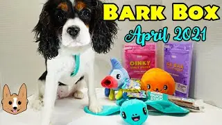 April 2021 BarkBox Unboxing with Tiabeanie the Cavalier - The FANily